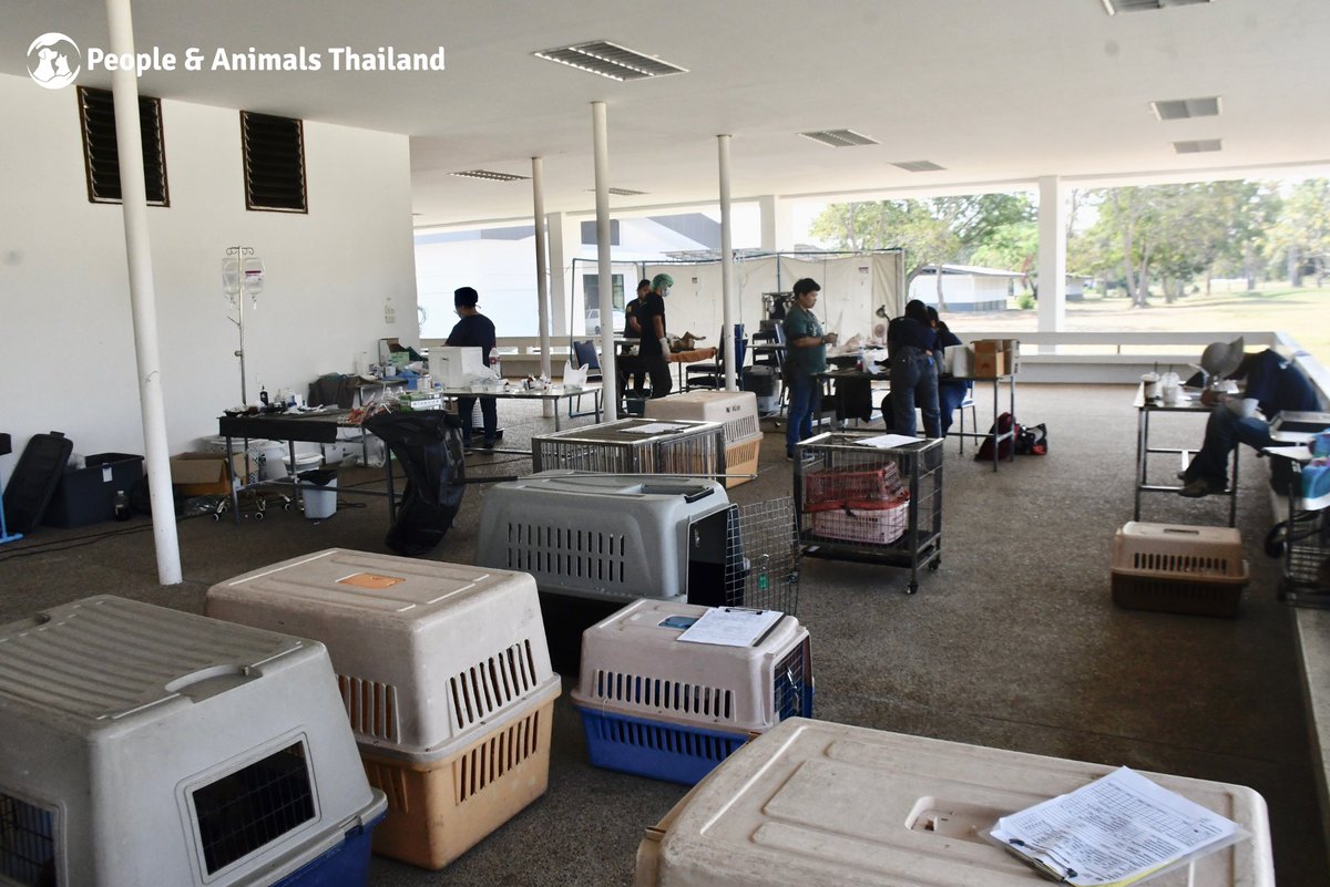 WFFThailand's tweet photo. ข่าวดีจากโรงเรียนนายสิบทหารบก สุนัขทั้งหมด 60 ตัว ได้รับการทำหมันด้วยคลินิกเคลื่อนที่เสร็จสิ้นภายในสามวัน! ขอบคุณทุกการสนับสนุนของทุกท่านเป็นอย่างมาก และขอบคุณกรมปศุสัตว์ชะอำที่เข้ามาร่วมงานกับเรา การทำหมันคือการช่วยยุติความทุกข์ทรมานของสัตว์จรจัด https://t.co/ZR3x6S19hs