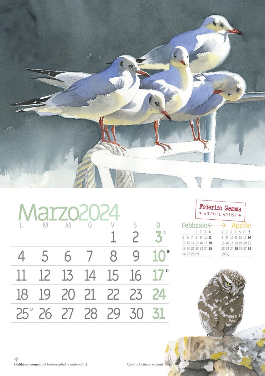 1rsr of March, turn the page of calendar! #wildlifeart #Calendar2024 #seagull #littleowl #march #calendario
