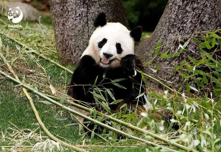 Chengdu_China's tweet image. On March 1st, the giant pandas Bing Xing and Hua Zui Ba, along with their three cubs Chulina, Jiu Jiu, and You You, safely arrived in Chengdu, after their journey from Spain. 
The Panda Base is ready to provide care and support🐼✈️ #GiantPandas #Chengdu @zoomadrid