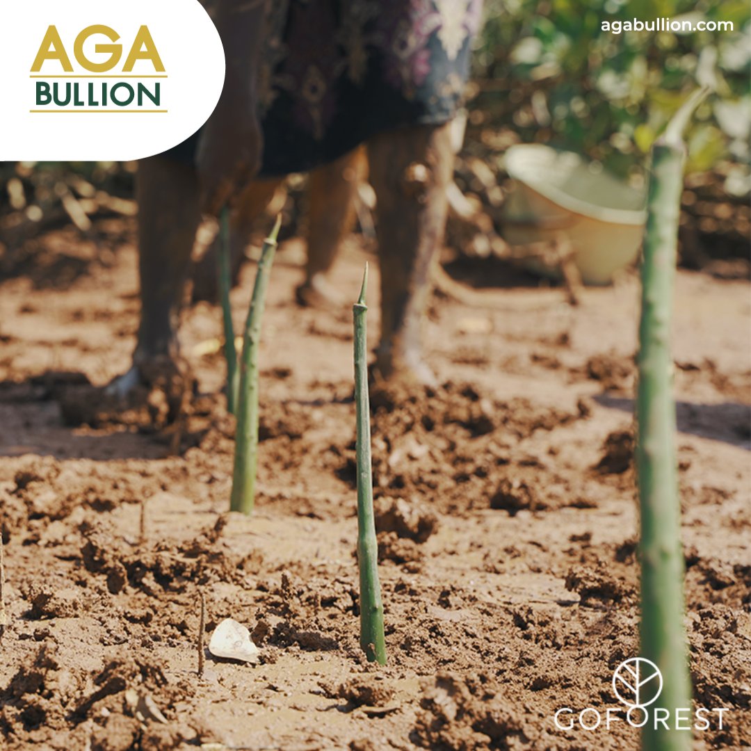 AgaBullion__'s tweet photo. 🌿 In June 2022, agabullion partnered with GoForest to plant 1000 mangroves in Madagascar! These mangroves are more than just trees; they're vital guardians of our coastlines and homes to countless marine species.
#Agabullion #GoForest #MangroveRestoration #Sustainability https://t.co/d5g486NIc5