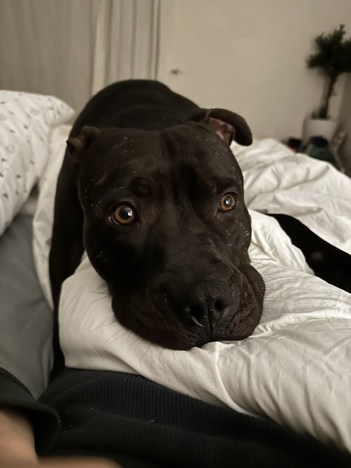 I mean how could you not love this boy? Crazy he would have been put down today. https://t.co/xgw9Tj