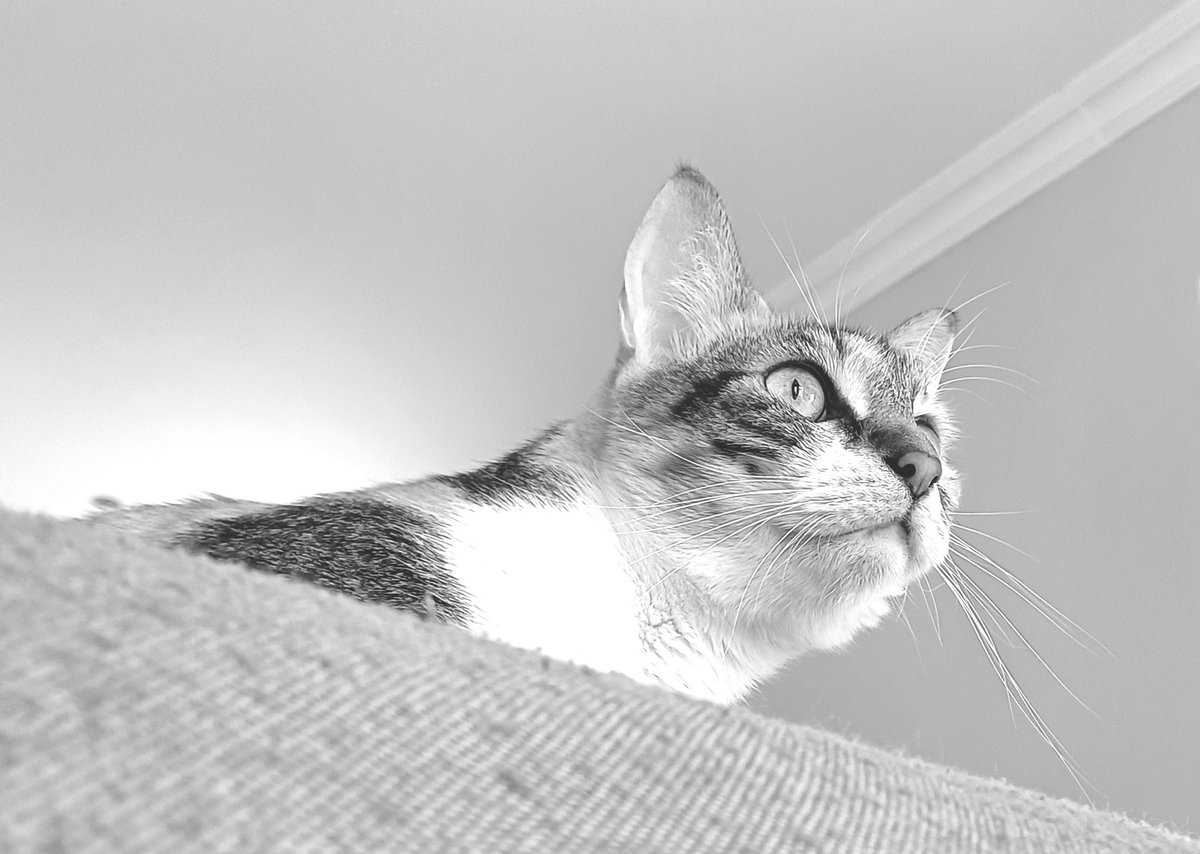 Focus 😼

#catlife #catsinblackandwhite #catsnoirfriday #pawtrait #catswatching 

instagram.com/p/C39p9NZoYJT/