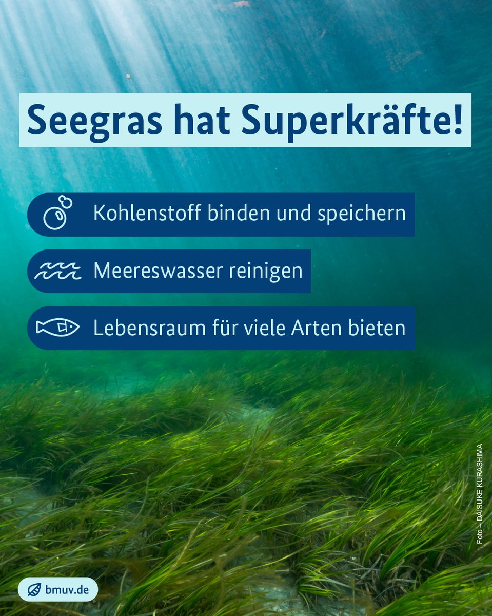 Heute ist #WorldSeagrassDay! 🌱🌊 Bei #UNEA6 hat sich Deutschland besonders für eine Resolution zum Schutz der Ozeane eingesetzt. Im Zentrum: die Einrichtung weiterer Meeresschutzgebiete – dort ist auch #Seegras geschützt und kann vielfältige Funktionen erfüllen. #Meeresschutz