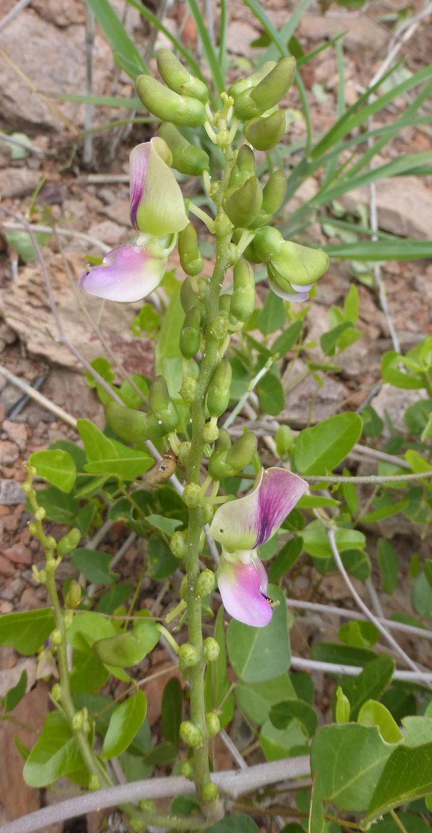 All those herding cattle over the sub-arid grasslands and thickets of southern Madagascar know this plant: Fangitsy or Dolichos fangitsa - its tubers are an excellent source of water on a hot day on the hills (and every day is hot).