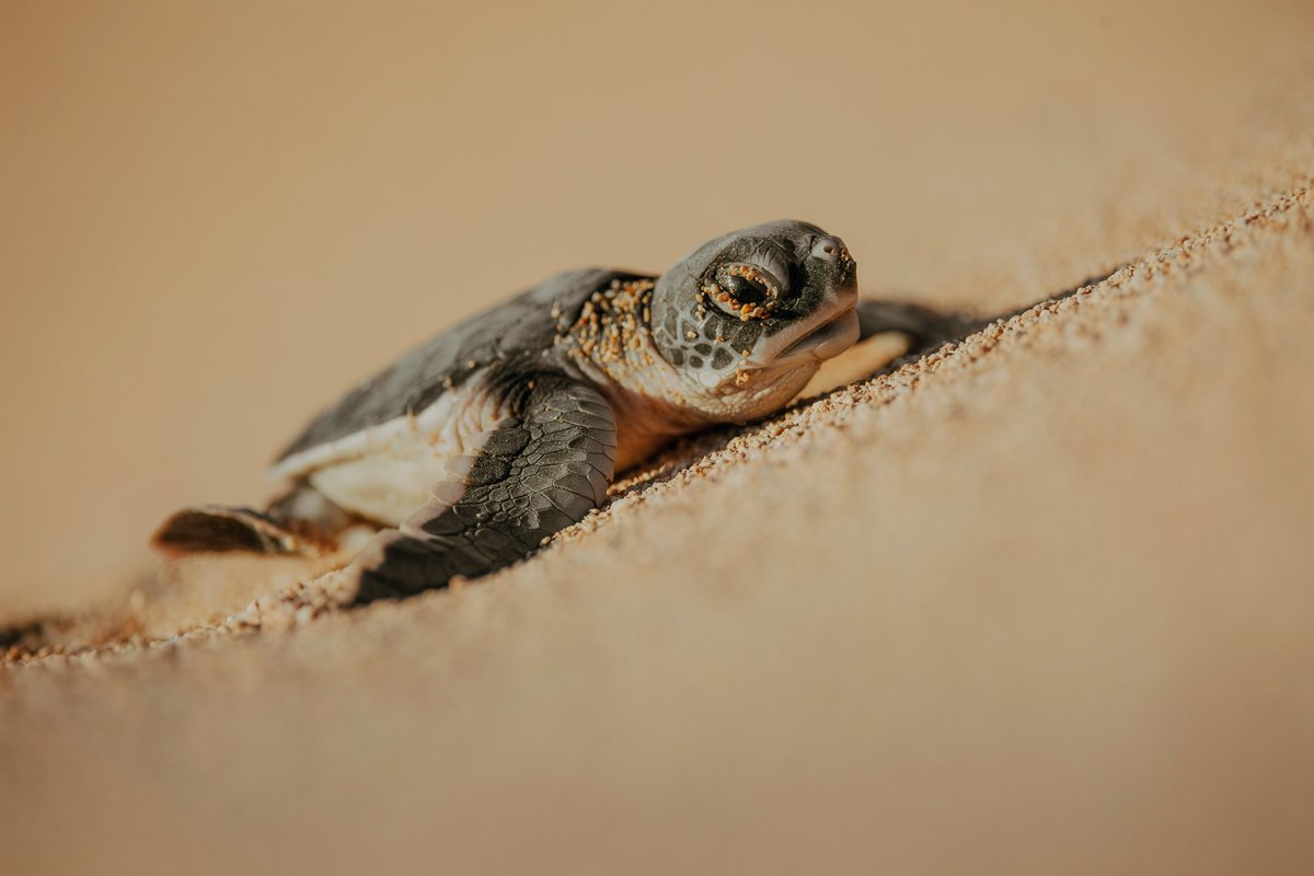 Ningaloo coast is a vital nesting ground for green, hawksbill, flatback, and leatherback turtles. Visitors can book educational tours with Jurabi Turtle Centre. 📸 @brookepykephoto