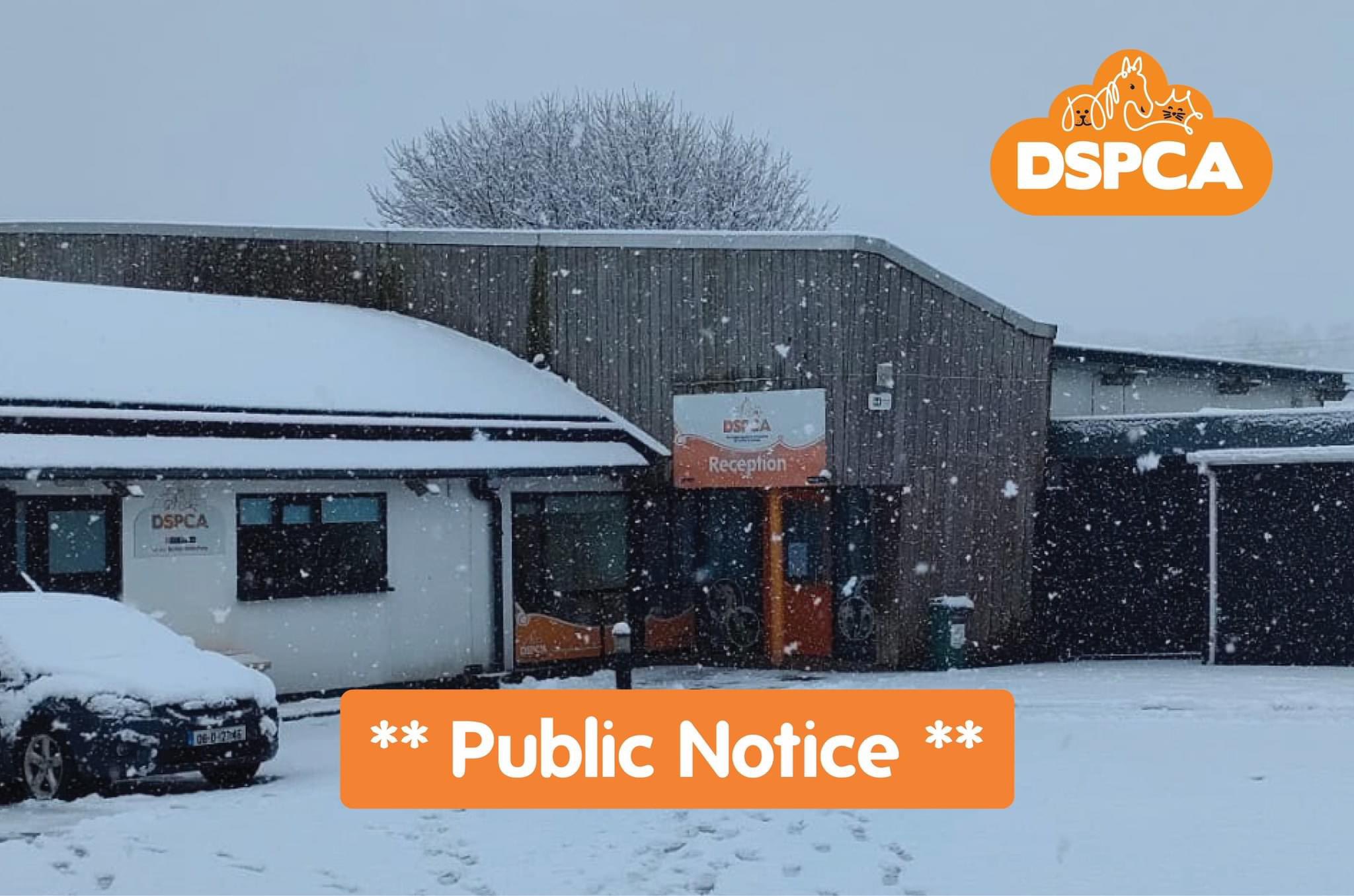 Dspca lost cheap and found