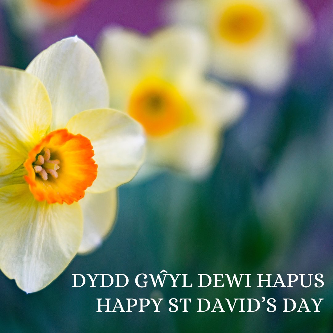 Dydd Gŵyl Dewi Hapus!💛 Happy St David's Day!💛