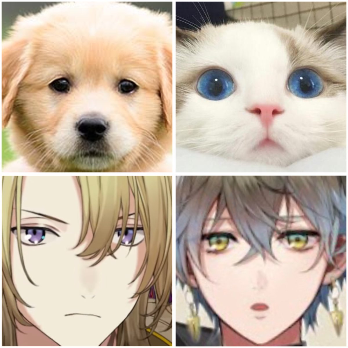 sweetest_min46's tweet image. 小金毛🦁和小布偶✒️～
#Lucake