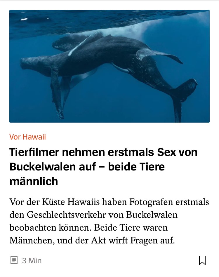 Schwule Buckelwale ❤️🌈❤️