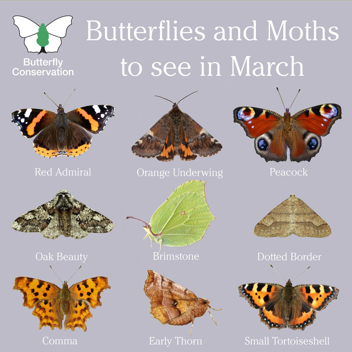 Today is the first meteorological day of spring! Look out for these butterflies and moths in your gardens and local green spaces 🦋 🌷🌱 Discover more species & how to attract them to your garden with our free monthly E-newsletter 👉 butterfly-conservation.org/enews #SaveButterflies