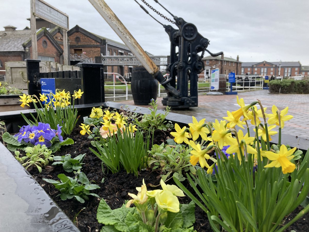 Dydd Gŵyl Dewi Hapus! Happy St David's Day! 🏴󠁧󠁢󠁷󠁬󠁳󠁿🎉 Springtime has arrived! Big shout out to our wonderful gardener Sheena who’s worked so hard to get our museum planters looking beautiful 🥰 #stdavidsday #springflowers #nationalwaterwaysmuseum #ellesmereport #lifesbetterbywater