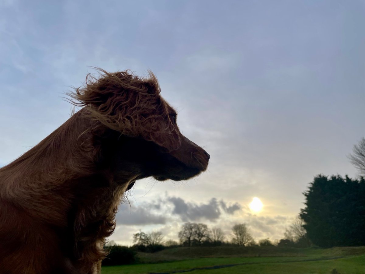 victorthevole's tweet photo. Well, that bit of sunshine didnโt last long! Happy #meteorlogicalspring everyone. https://t.co/l804f2k9C7