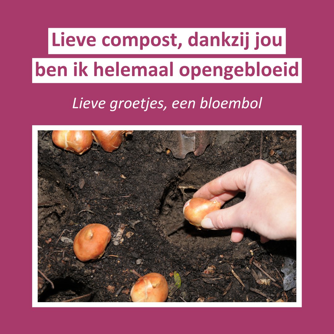 Vandaag is het #nationalecomplimentendag! Deze bloembol weet alvast wie (of wat) het graag wil bedanken ;). Aan wie of wat geef jij vandaag een complimentje? #composthoop #composteren #zwartegoud #thuiscomposteren #thuiskringlopen #vlaco