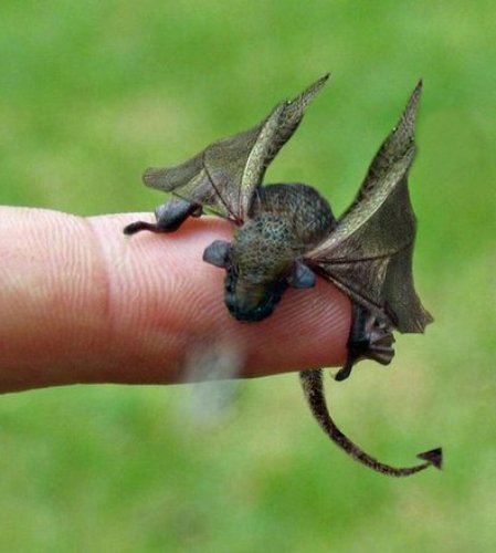 A note of caution for visitors to Cymru/Wales as St David's Day is the day our baby dragons hatch. If you're out on the hills or in the valleys & see a baby dragon, please leave well alone. Not only are they fiery little beasts, but their parents won't be far away.