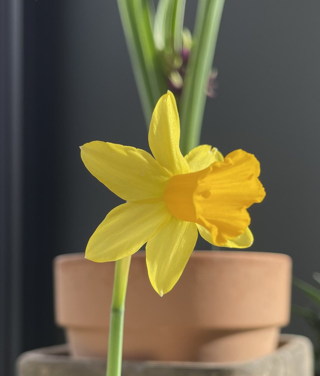 Stifyn1's tweet photo. Dewi #dyddgwyldewi #dewi #naturephotography #firstofthemonth #firstoftheseason #spring #friday #weekend https://t.co/3E6zwvnaUi