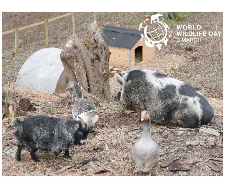 headsightuk's tweet photo. This pic was shot at Colin's Wallow last summer when Colin (Gloucester Old Spot) and his friends, Poppy, Eartha &amp; Dolores first moved in. 
We love animals and they help us with our Animal-Assisted therapy #animalassistedtherapy #worldwildlifeday #colinthetherapypig #colinswallow https://t.co/1sHZD6ewrS