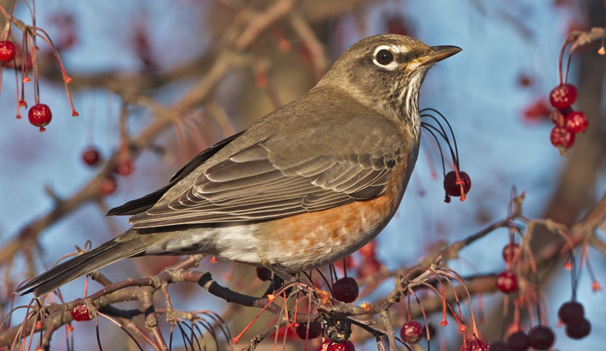 Surfbirds tweet media