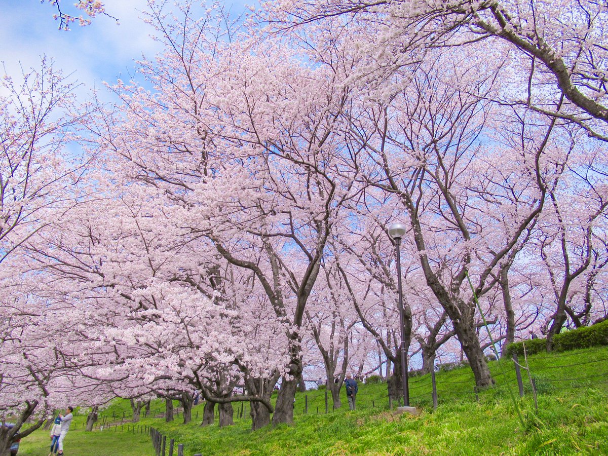 📍幸手権現堂桜堤　＠#幸手市

 関東有数の桜の名所の1つ！
 約1,000本のソメイヨシノが1kmに渡って咲いており、まるで桜のトンネルのよう！また、堤の周辺には菜の花畑が広がり、色鮮やかな景観を生み出しています💛
例年の見ごろは3月下旬頃です🌸

🔗chocotabi-saitama.jp/spot/34468  

#桜 #お花見 #埼玉