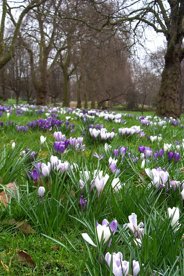 🍃🌸🌷Crocuses in Hyde Park in London🎡 England🌷🌸🍃 Pleasant day and happy weekend for all 🌞🍃💞🍃