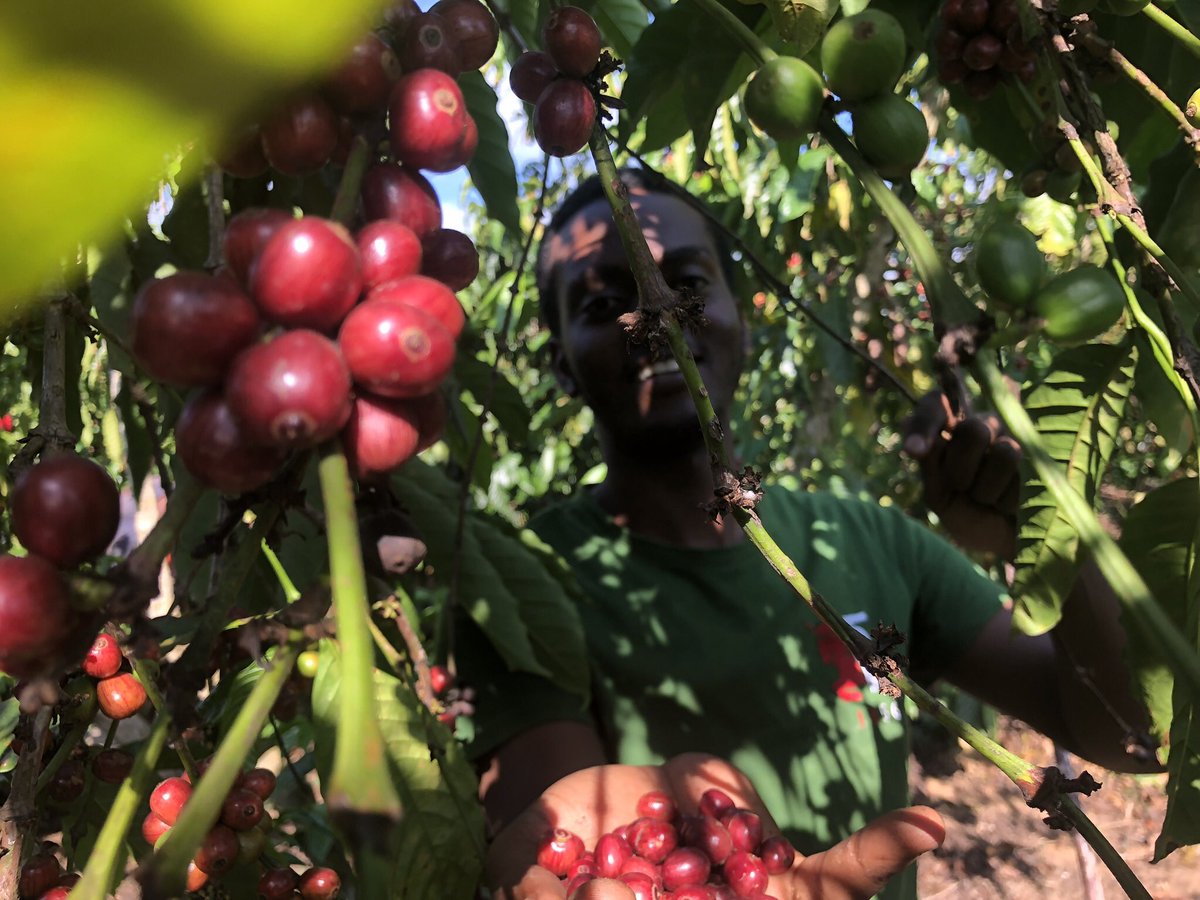 February was an eventful month for <a href="/KashariCoffee/">Kashari coffee ☕️</a>, :
1. Awards
2. New product 
3. New markets/shelves and consumers 
4. Continued to harvest the best robusta cherries 🍒 at 1441m above sea level