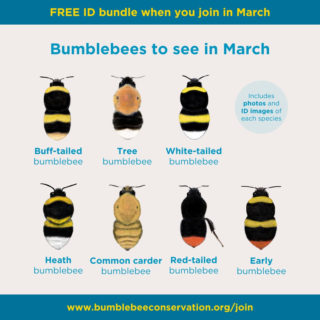 March sees the return of bumblebee queens as they emerge from hibernation – here are some of the common species you can spot this month 🐝 Have you spotted your first bumblebee of 2024? 👀 🧵1/4