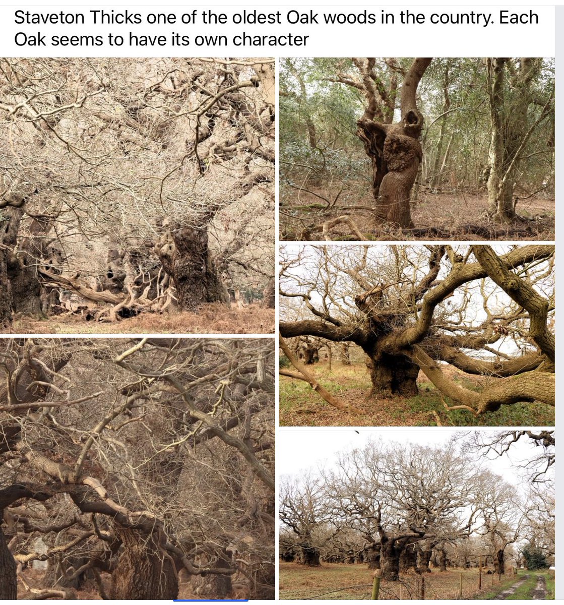 #Suffolk #Butley #Oaks #trees #Nature #explore 
Another reason to stay with us and ramble around our fascinating county