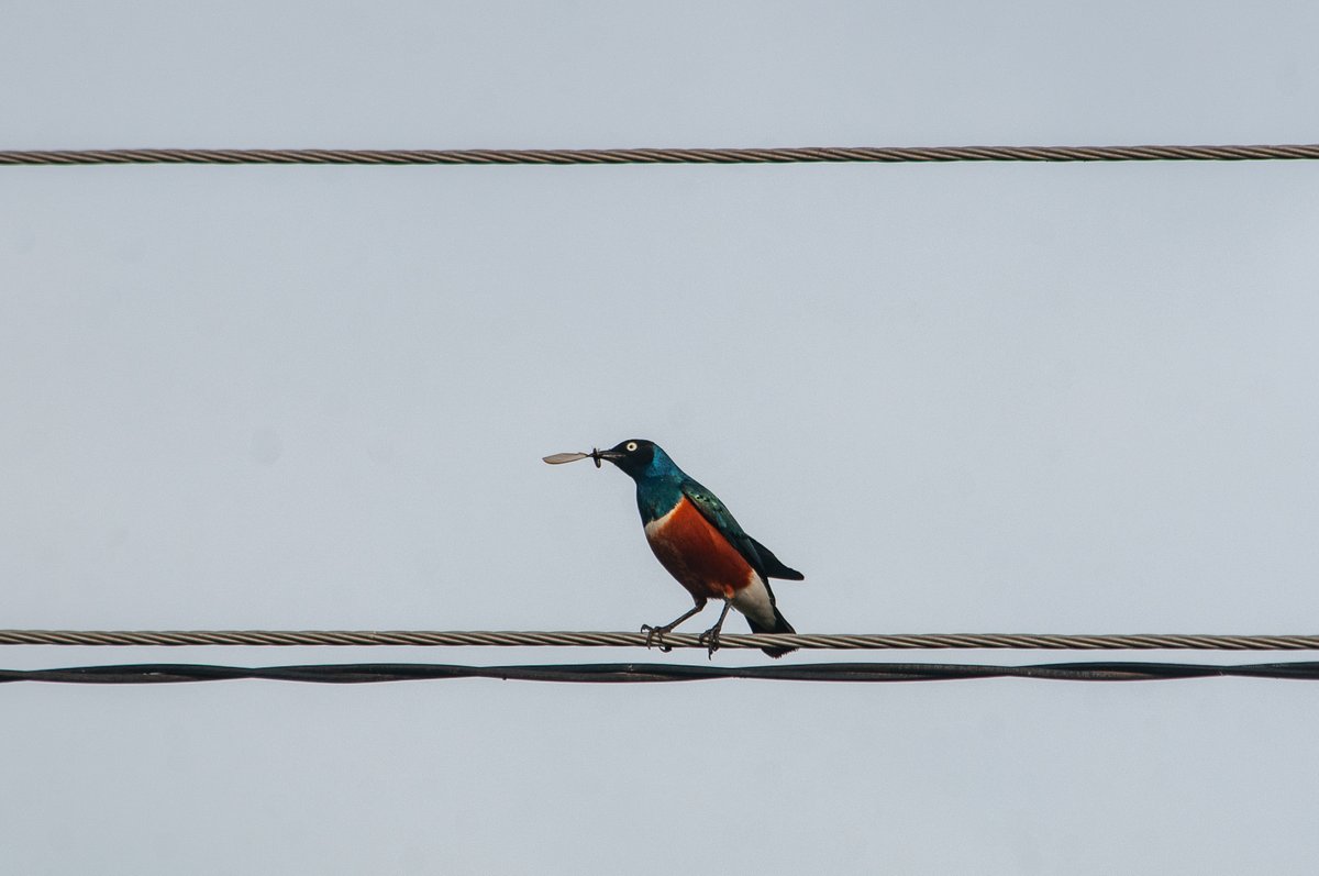 paulobuna's tweet photo. Birds Of Rongai
1. Baglafecht weaver (Male) **Lucky shot!**
2. Superb Starling
3. Common Bulbul
4. Speckled Mousebird
#BirdsOfRongai #BirdsOfKajiado #BirdsOfKenya #BirdsSeenIn2024 #BirdingAtHome #Birding https://t.co/55rTGec8KJ