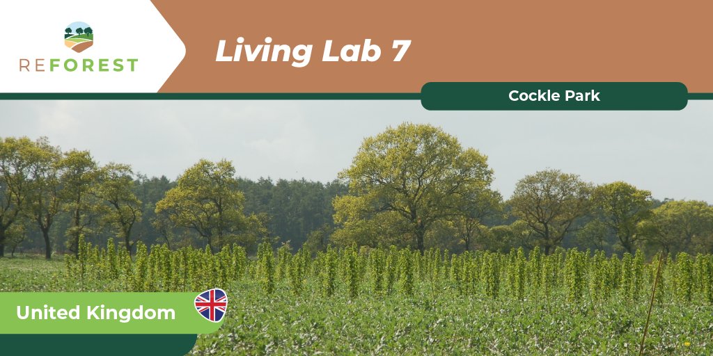 🏞️ The first of #ReForest 5 #LivingLab sites in UK is #CocklePark Farm at @uniofnewcastle.
 
💪 Balancing #financialviability with #sustainablepractices it is a successful example for #agroforestrysuccess . 

👉Check the full story: agroreforest.eu/living-lab-uk-…