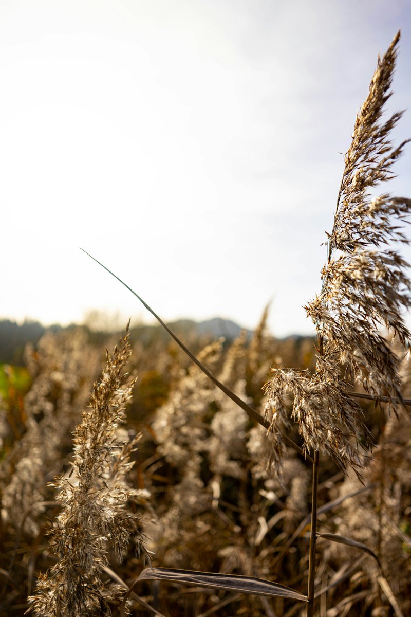 reegs67au's tweet photo. Sadly, one Australian primary producer dies by suicide every 10 days. A local feature film, written by and co-starring a farmer's wife, is shining a light on the sensitive issue. https://t.co/C9lXblhi0G https://t.co/OsP58FbhNn