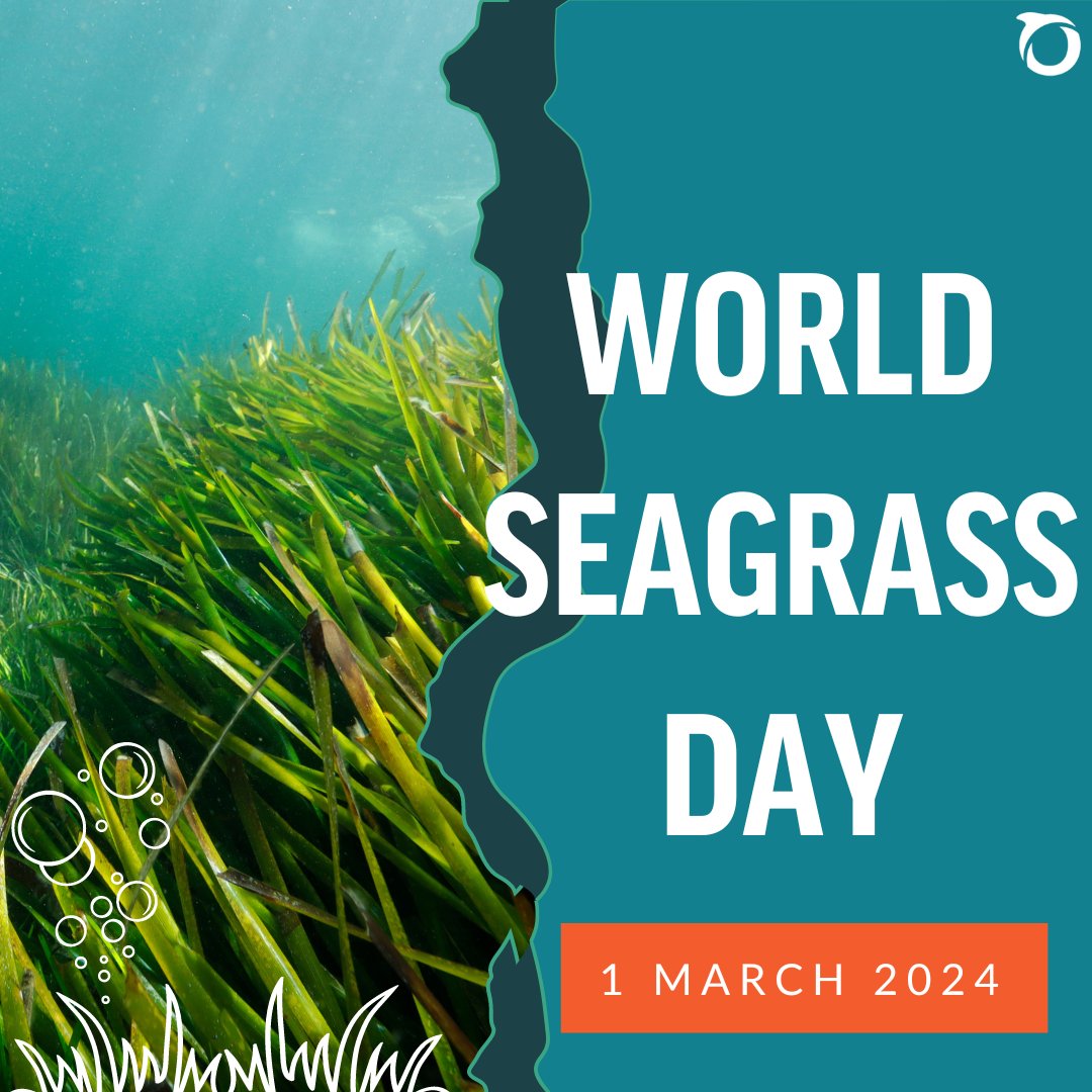 Seagrass is under threat! 9️⃣2️⃣% of UK seagrass has declined in the last 100yrs. Damaging human activities, like bottom trawling, are to blame. Keep up with our campaign to #BanBottomTrawling & protect these vital ocean habitats here: bit.ly/oceanauknews #WorldSeagrassDay 🌿🌊