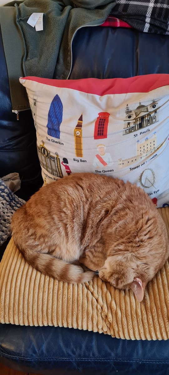 ClaxtonOkajima's tweet photo. Rank these #CatPoses in your personal favorite order: Queen Pose,Persistent Cat,Otter,"Cats sleeping together,who like each other." #CatsOfX #CatsOfTwitter #CatsOfInstagram #CatLovers #Cats #Kittens (Pictures Below) #CatShow #ShoheiOhtani #marriage #Weddings https://t.co/d4OPYWBYPB