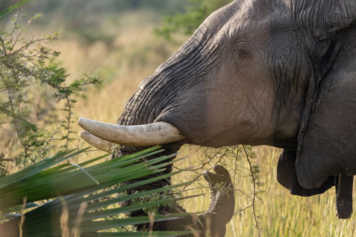 Fish cannot adapt to land, just as elephants cannot adapt to staying away from forested areas. SINOSURE, don't contribute to the cartel accelerating wildlife extinction in our homeland. Stand on the right side of history and cease EACOP insurance. #SaveOurWildlife #StopEACOP