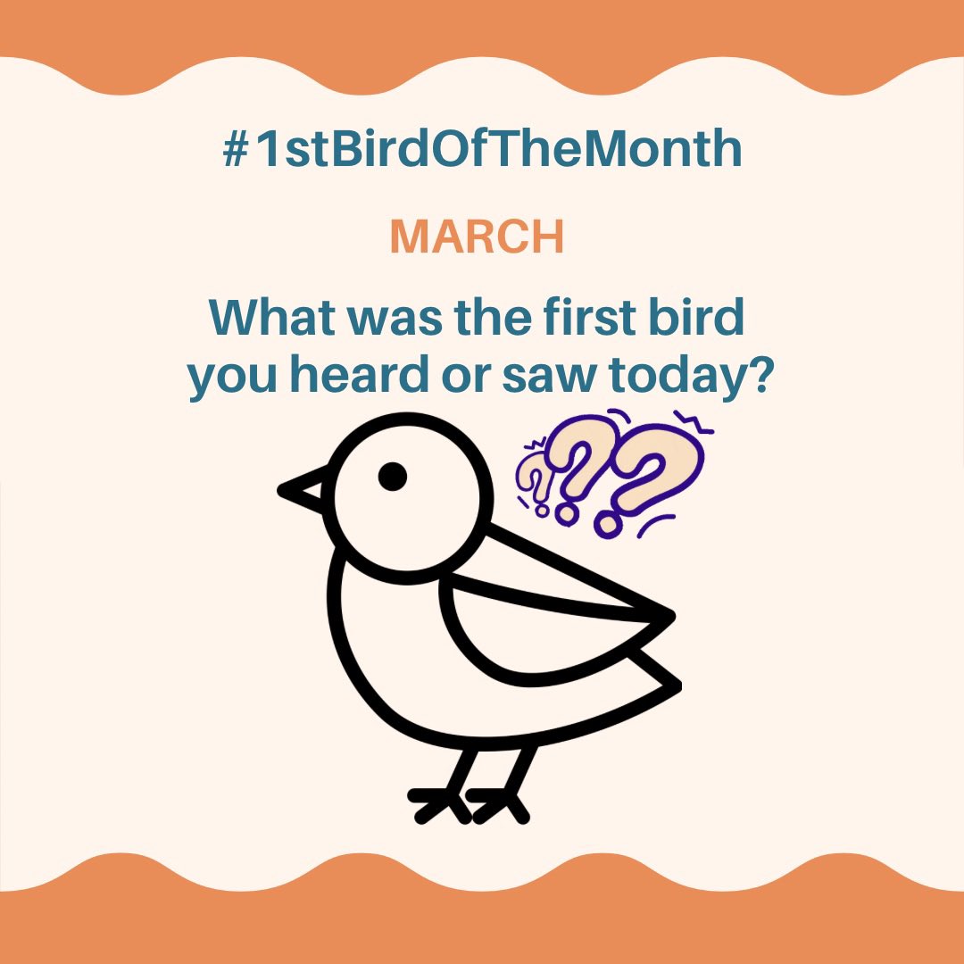 It’s the 1st March and a stormy, rainy day here in Hampshire, UK The first bird I heard was a Woodpigeon calling outside my window The first bird I saw was a Great Tit What was your 1st bird of the month? #1stBirdOfTheMonth