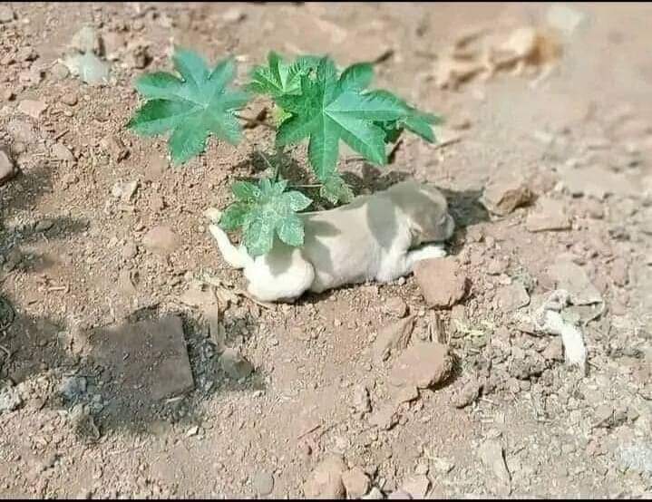 شجر کاری کا موسم ہے اپنی بقاء کے لئیے زیادہ سے زیادہ شجر کاری کریں۔