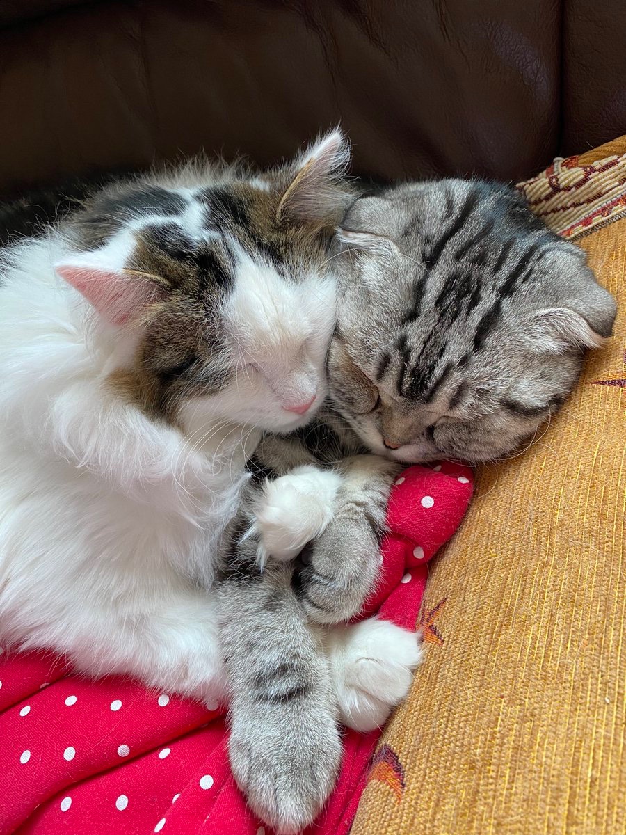 ClaxtonOkajima's tweet photo. Rank these #CatPoses in your personal favorite order: Queen Pose,Persistent Cat,Otter,"Cats sleeping together,who like each other." #CatsOfX #CatsOfTwitter #CatsOfInstagram #CatLovers #Cats #Kittens (Pictures Below) #CatShow #ShoheiOhtani #marriage #Weddings https://t.co/d4OPYWBYPB