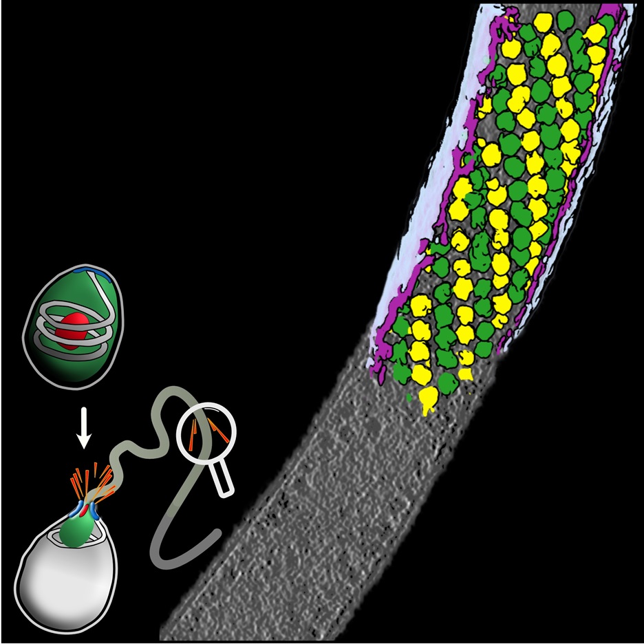 PLOS Biology (@plosbiology) on Twitter photo #Microsporidia use their polar tube to infect host cells. The ultrastructure of the #PolarTube reveals different states of the tube wall, transported cargo, and uniquely arranged #ribosomes along the tube wall. <a href="/shrma_h/">Himanshu Sharma</a> @Barandunlab &co in #PLOSBiology plos.io/49wNKyt #Microsporidia use their polar tube to infect host cells. The ultrastructure of the #PolarTube reveals different states of the tube wall, transported cargo, and uniquely arranged #ribosomes along the tube wall. <a href="/shrma_h/">Himanshu Sharma</a> @Barandunlab &co in #PLOSBiology plos.io/49wNKyt
