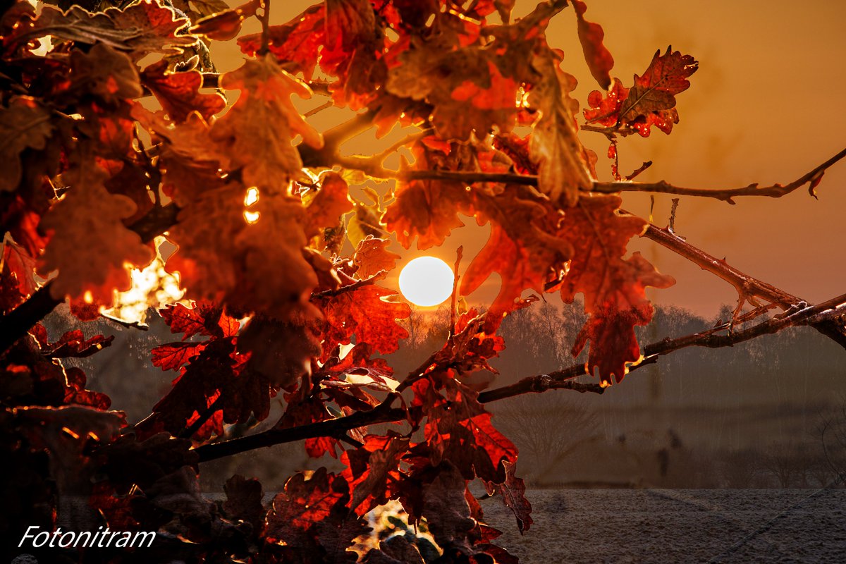 Guten Morgen liebe Freunde. Ich wünschen euch einen schönen Freitag  und hoffe für euch das ihr ein gutes Wochenende haben könnt, Gruß Nitram😎🫶🙋‍♂️