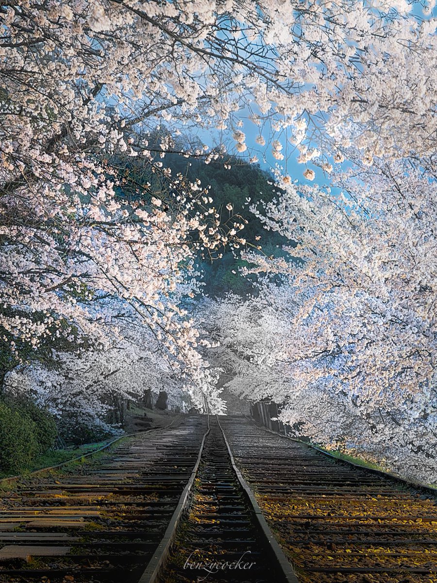 benzycocker's tweet photo. 京都にある郷愁誘う廃線跡の春景色. https://t.co/lIwknnxcCD