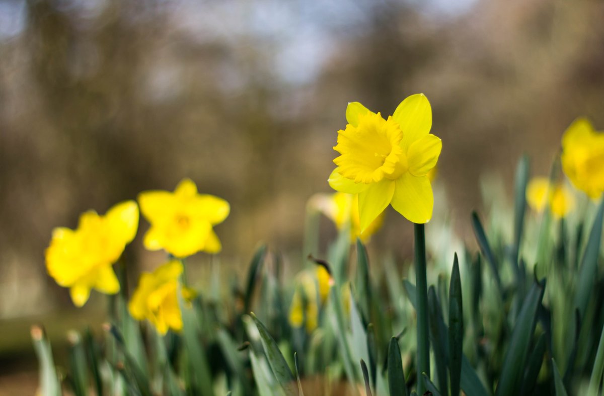Happy St David's Day to all our followers. Whether you are eating Welsh cakes, signing in an eisteddfod or listening to your favourite Welsh band, we hope you have a wonderful day! #DyddGŵylDewiHapus #HappyStDavidsDay