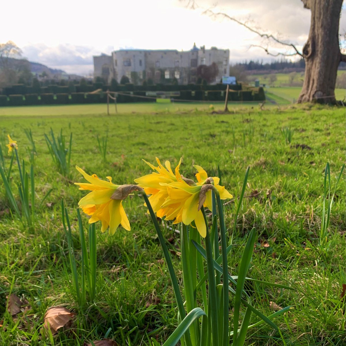 Pa ffordd well i ddathlu Dydd Gŵyl Dewi ar 1 Mawrth nag ymweliad i Gastell y Waun? Mae’r cennin Pedr yn dechrau blodeuo’n araf ar hyd a lled yr ardd ac mae ardaloedd o liwiau a blodau tymhorol yn dechrau ymddangos wrth i’r gwanwyn nesáu. 1/2