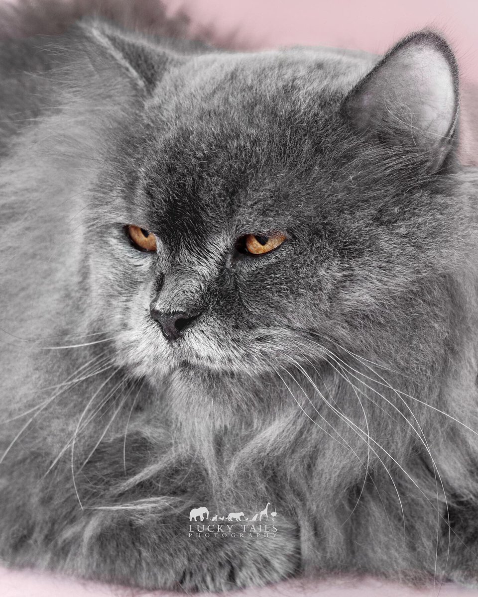 LuckyTailsPhoto's tweet photo. 🐱Momo with her fierce eyes, you might wonder what's going on inside her heart.
But during the photo shoot, she was incredibly cooperative and sweet. It just goes to show, that sometimes you can't judge a book by its cover. https://t.co/L9at4w7Oue