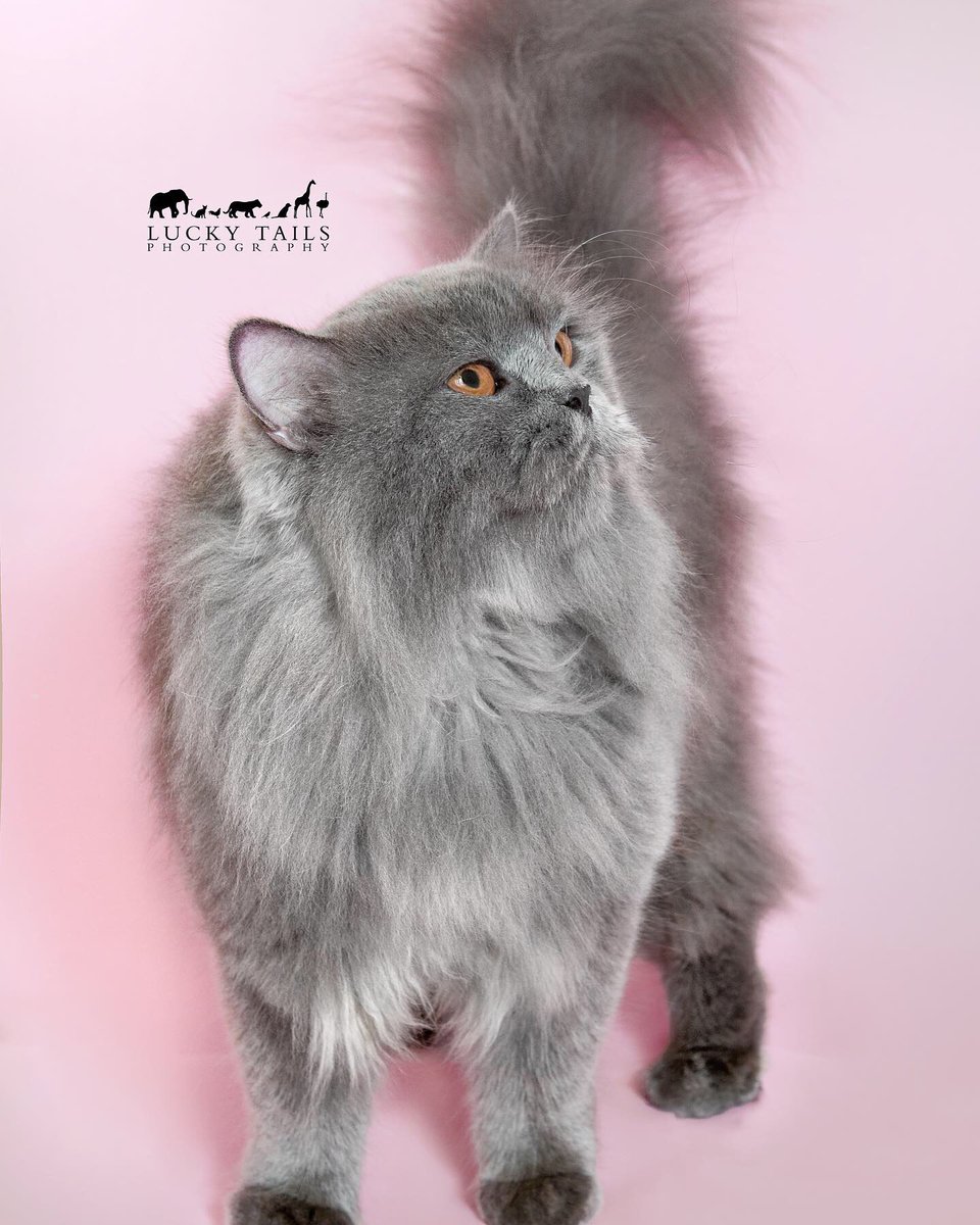 LuckyTailsPhoto's tweet photo. 🐱Momo with her fierce eyes, you might wonder what's going on inside her heart.
But during the photo shoot, she was incredibly cooperative and sweet. It just goes to show, that sometimes you can't judge a book by its cover. https://t.co/L9at4w7Oue