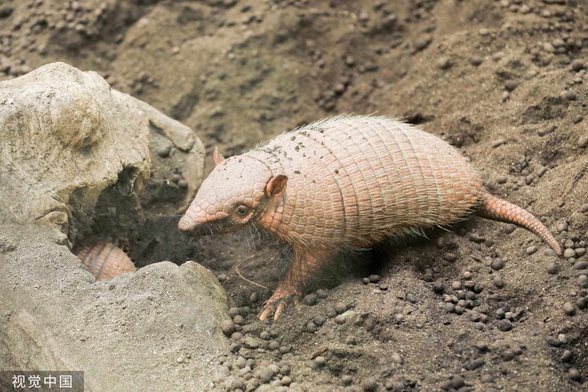 ShanghaiEye's tweet image. A female armadillo at the Paris Zoological Park taking care of her babies in #Paris, France on February 28, 2024. Two baby #armadillos born at the Paris Zoological Park.