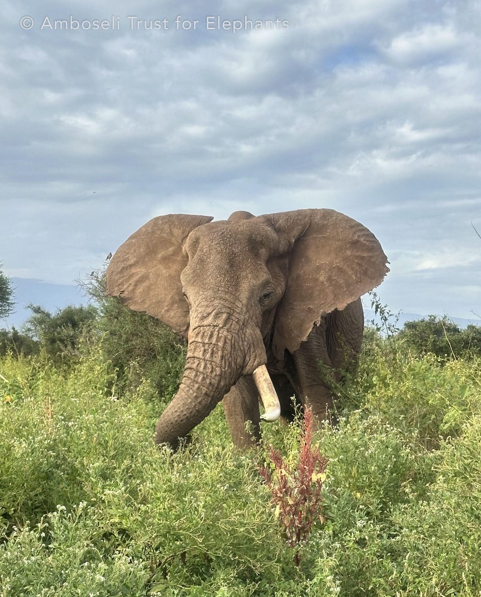 Amboseli Trust for Elephants tweet media