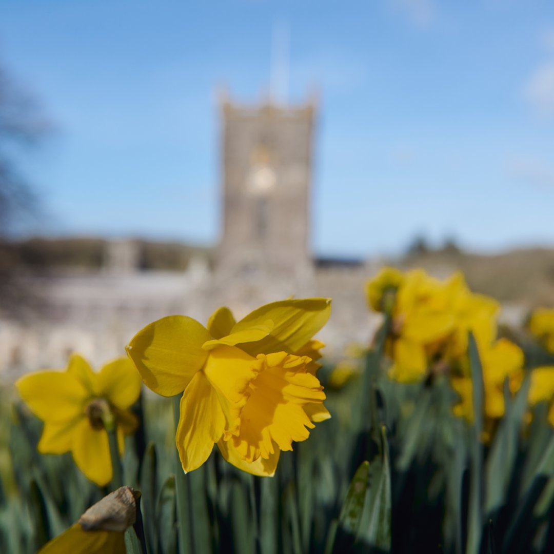 Dydd Gŵyl Dewi Hapus! 🏴󠁧󠁢󠁷󠁬󠁳󠁿
Joyeuse fête de la Saint David à tous mes amis gallois! 
#SJCFromTheHeart #SJCFrench #SJCWelsh #SJCFamily