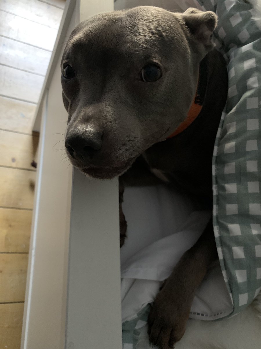 helenraw's tweet photo. Earlier: I think you’re mistaken Aunty Helen, it is most definitely not time to get up 🥰😹
Immediately afterwards: Unless yer getting the Schmackos out of course…🙄😹🥰
#WeeBellaBoo
#TheCatAndDogLady https://t.co/4x6xatMjMK