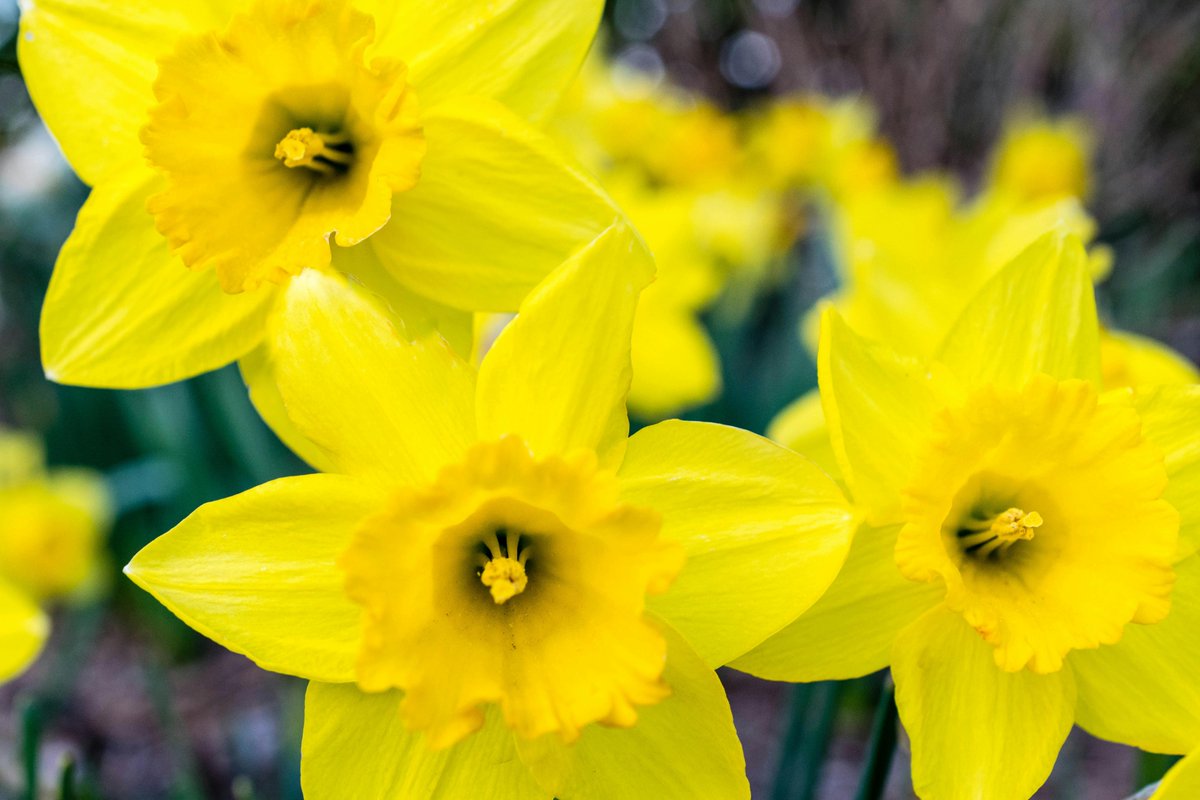 Dydd Gwyl Dewi Hapus criw 🏴󠁧󠁢󠁷󠁬󠁳󠁿 🌼 💪