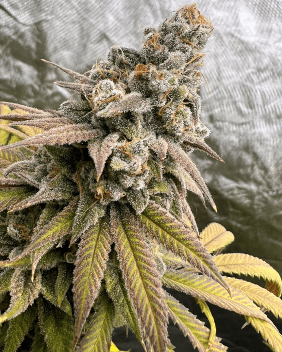 crop_house's tweet photo. Blueberry Widow

When two classic strains come together, you know the outcome will be fire 🔥

A perfect blend of Blueberry and White Widow delivers a strain with a rich, fruity taste and dense, rock-hard nugs! 

#crophouse #blueberry #growyourown #cannabisthailand https://t.co/H25i7KCxnq