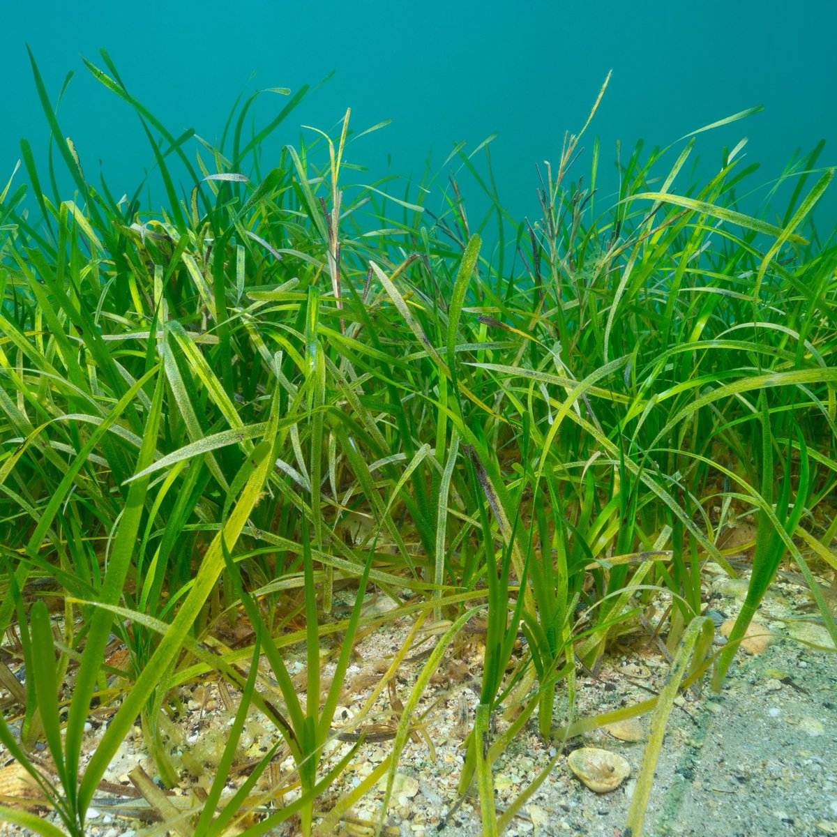 Today is World Seagrass Day – a United Nations special day to raise awareness of this mighty marine plant. Seagrasses are found in shallow waters in many parts of the world: find out about the Solent Seagrass Restoration Project via @HantsIWWildlife: bit.ly/49SuE5G