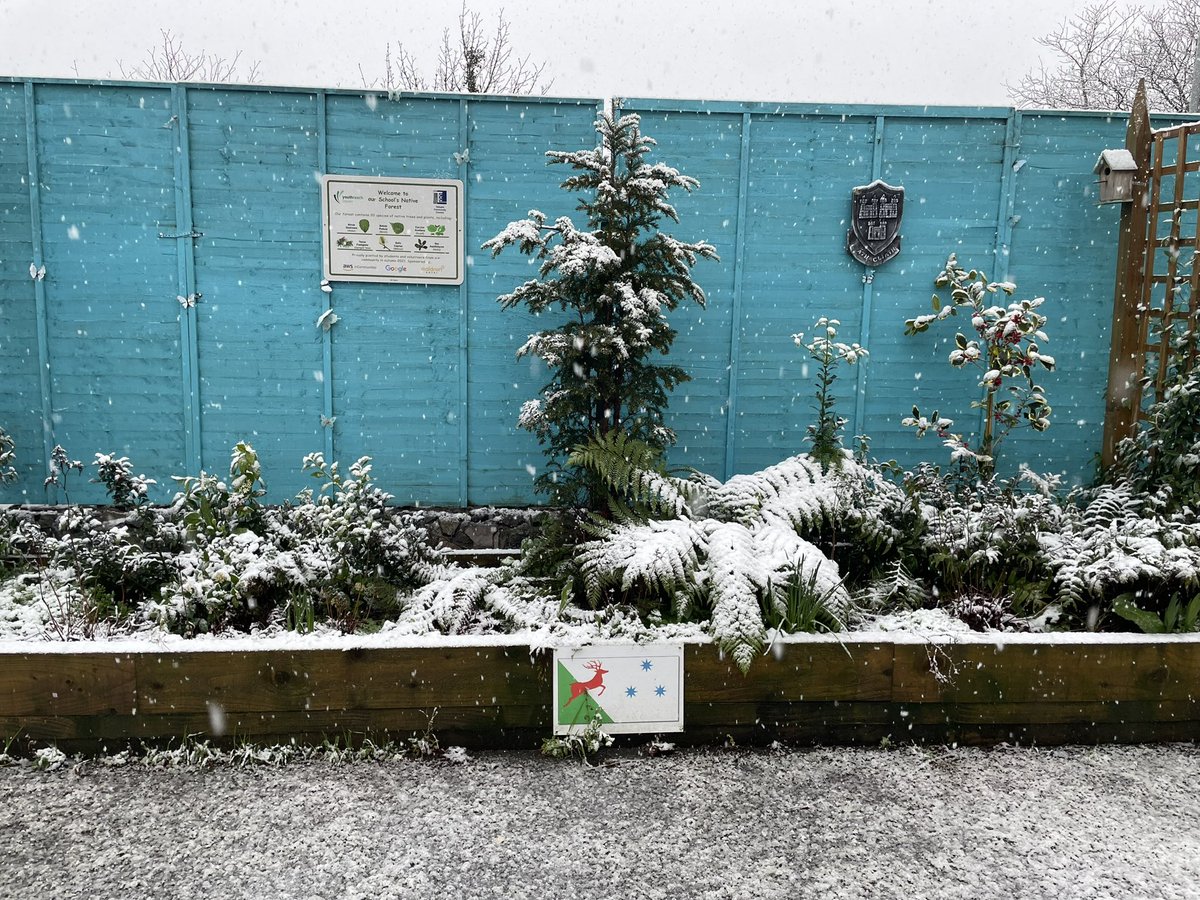 Welcome March, our native forest garden is looking particularly beautiful this morning.. @TallaghtComCo @ddletbYR 🌲🏔️🌨️❄️
